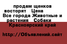 продам щенков восторят › Цена ­ 7 000 - Все города Животные и растения » Собаки   . Красноярский край